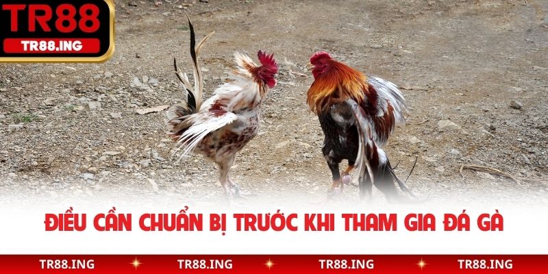 Điều cần chuẩn bị trước khi tham gia đá gà